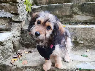 Meticcio cani LILY, cucciola dolcissima sfortunata. TG PICCOLA - Annuncio 20