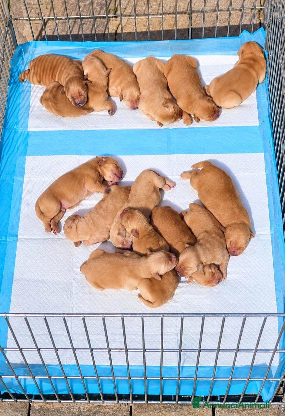 Golden Retriever cani Golden retriever 100% americano - Annuncio 1