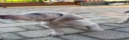Weimaraner cani in vendita: Cuccioli Weimaraner  - Annuncio 24