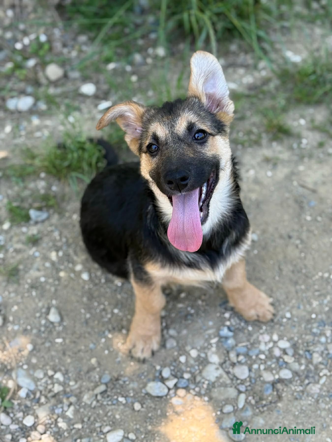 Meticcio cani in regalo: VIKY, buffa cucciola ZAMPACORTA! TG MEDIO PICCOLA - Annuncio 2