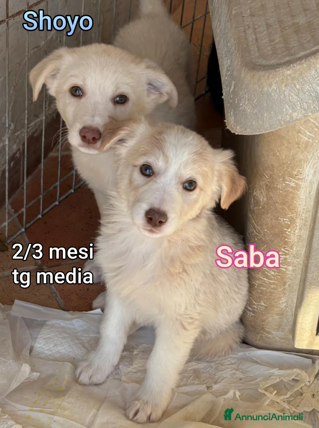 Meticcio cani in regalo: TANTI CUCCIOLI SOLI  - Annuncio 2