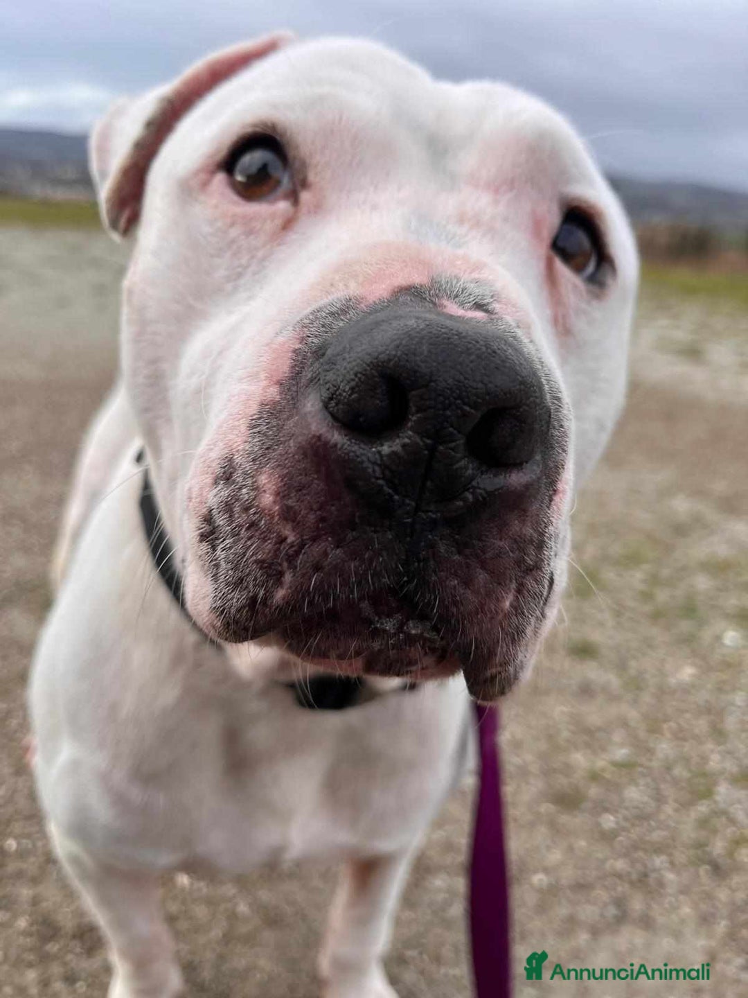 Pitbull cani in regalo: CIRO, PITBULL tanto dolce ma SOLO. - Annuncio 7