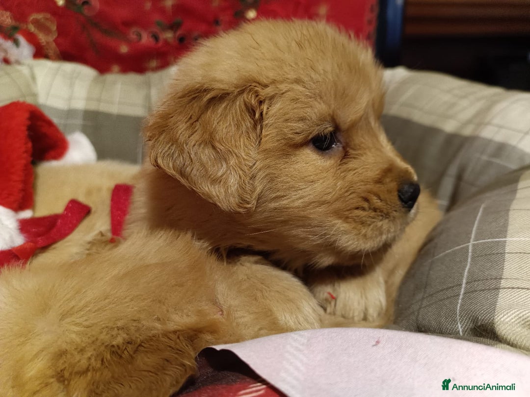 Golden Retriever cani in vendita: Golden cuccioli - Annuncio 5