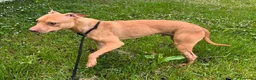 Meticcio cani in regalo: CARLETTO PIT BULLINO - Annuncio 14