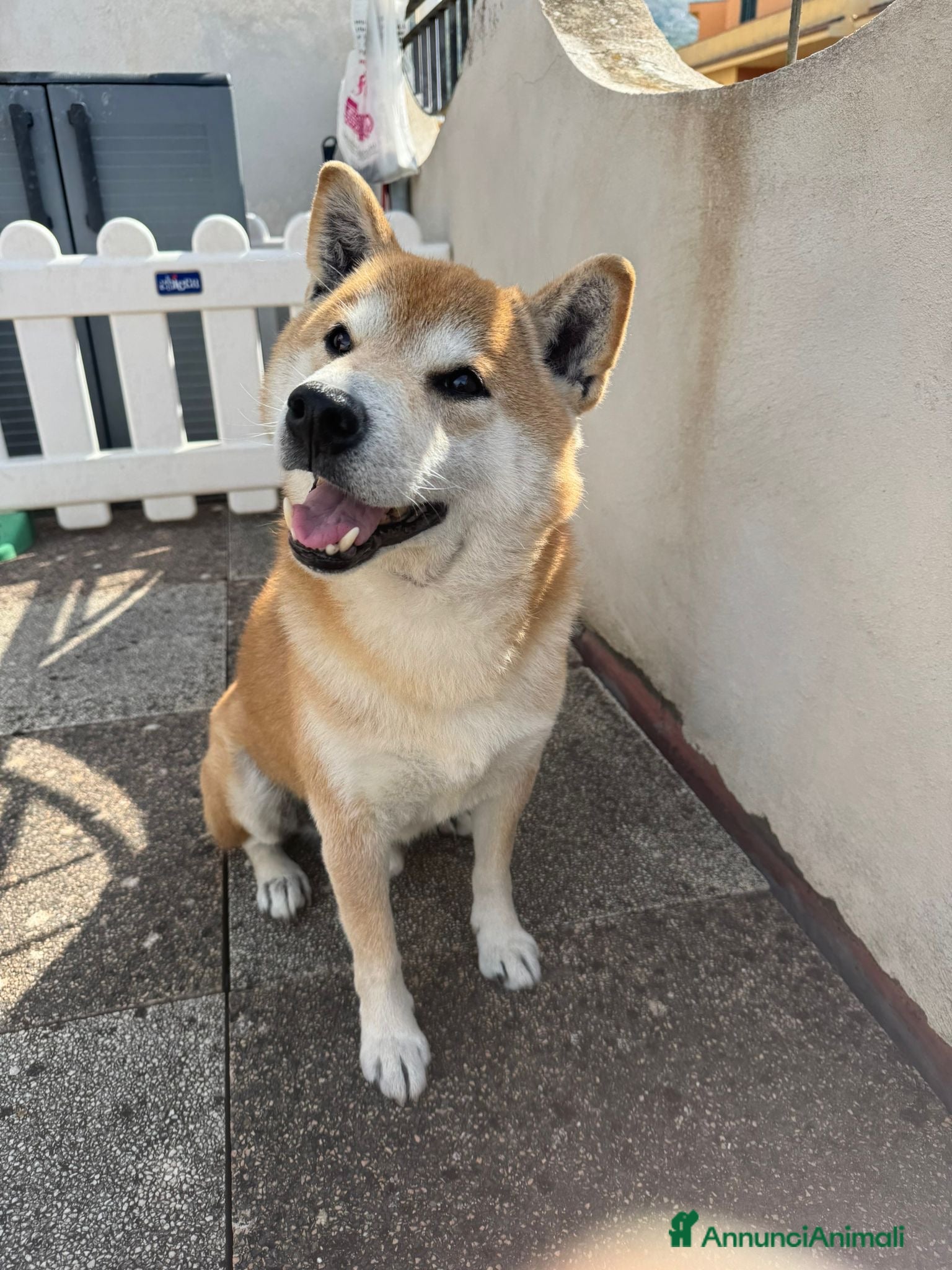 Shiba Inu cani Shun bellissimo shiba inu in regalo - Annuncio 1