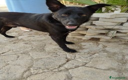 Meticcio cani in regalo: Artù, 9 mesi a Provincia di Bergamo - Immagine 2