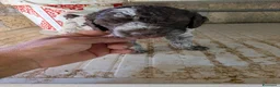 Lagotto cani in vendita: Cuccioli di lagotto  a Provincia di Viterbo - Annuncio 8