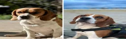 Beagle cani in regalo: Adozione Beagle femmina MOLLY - Annuncio 1