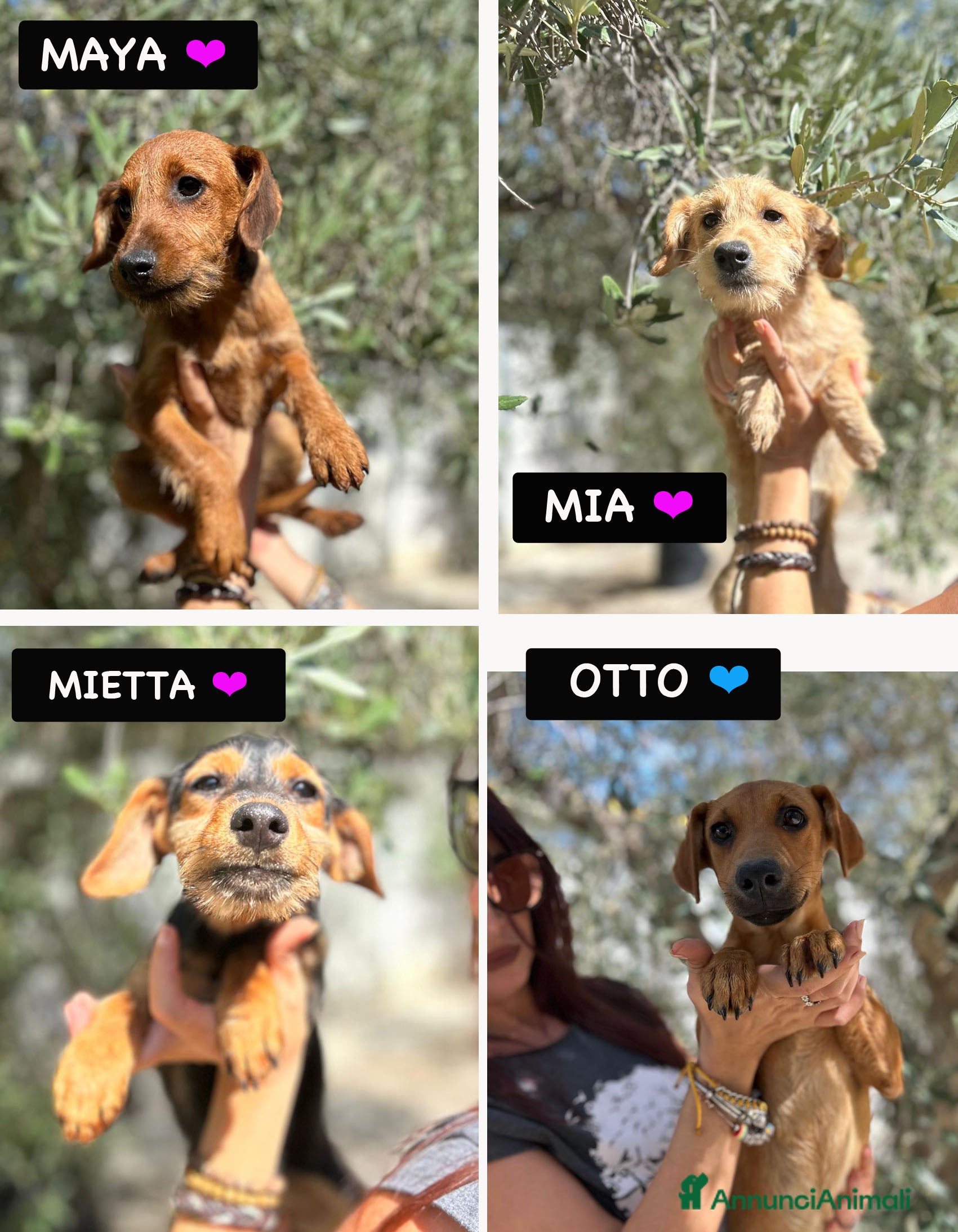 Altre razze cani BART,BRUNO,CHARLIE,COOPER OTTO, MAYA, MIA e MIETTA - Annuncio 39