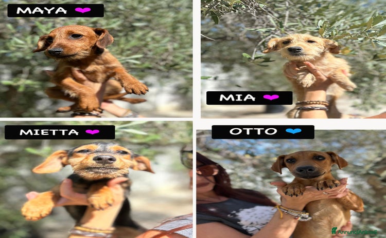 Altre razze cani - Annuncio 8