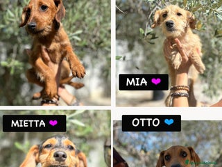 Altre razze cani BART,BRUNO,CHARLIE,COOPER OTTO, MAYA, MIA e MIETTA - Annuncio 40