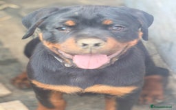 Rottweiler cani in vendita: Cuccioli rottweiler  a Provincia di Massa e Carrara - Immagine 2