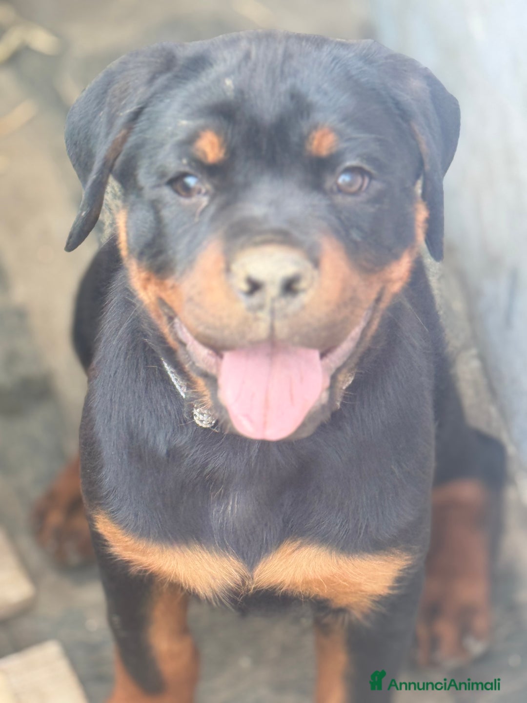 Rottweiler cani in vendita: Cuccioli rottweiler  a Provincia di Massa e Carrara - Immagine 2