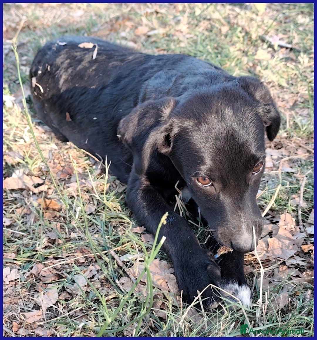 Meticcio cani in regalo: BRENDA, CUCCIOLA 5 MESI RECUPERATA SOTTO IL SOLE  - Annuncio 4