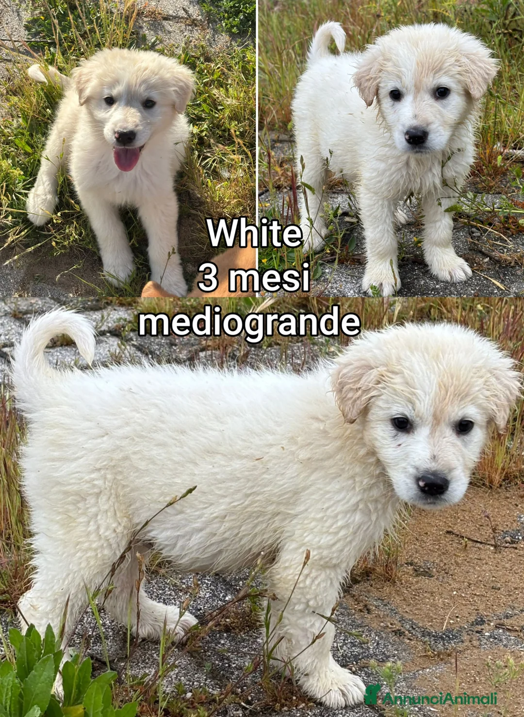 Meticcio cani in regalo: TANTI CUCCIOLI SOLI! a Provincia di Vicenza - Annuncio 2