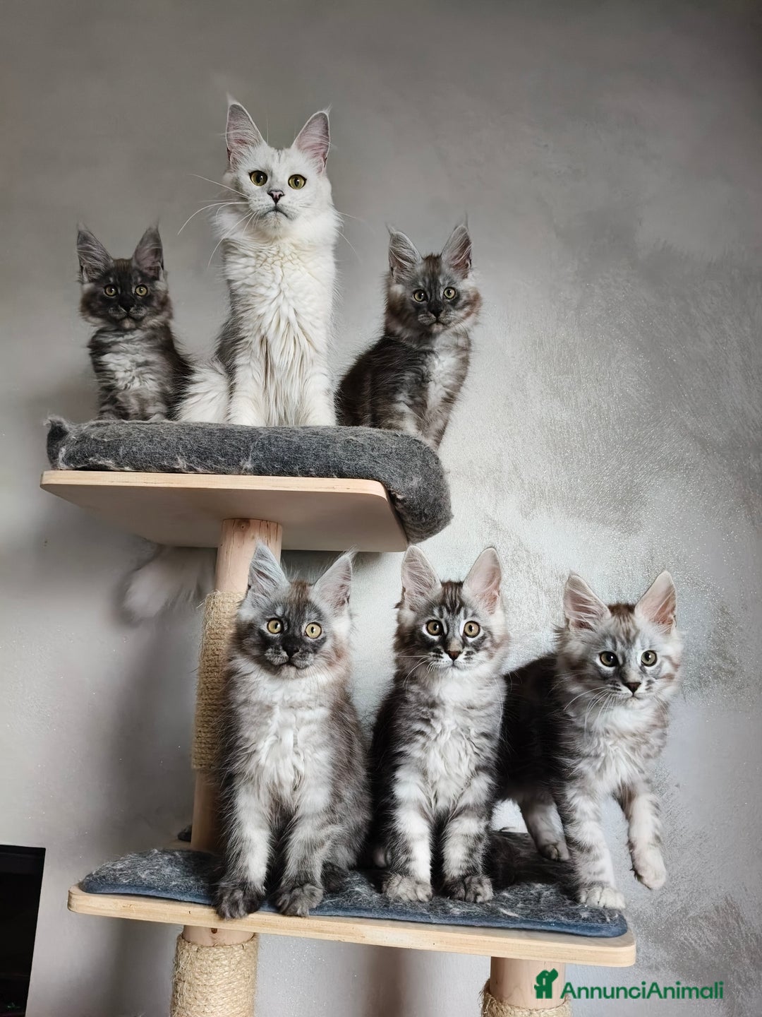 Maine Coon gatti in vendita: Maine Coon femmina black smoke  - Annuncio 5