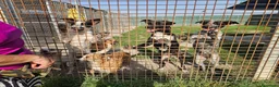 Meticcio cani in regalo: Gioia: cucciolona equilibrata e socievole  - Annuncio 7