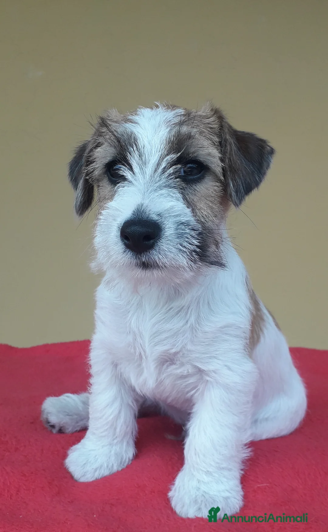 Immagine della galleria {{count}}