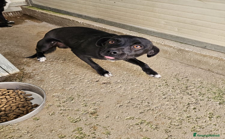 Meticcio cani Carbone: dolce e socievole, taglia piccola  - Annuncio 11