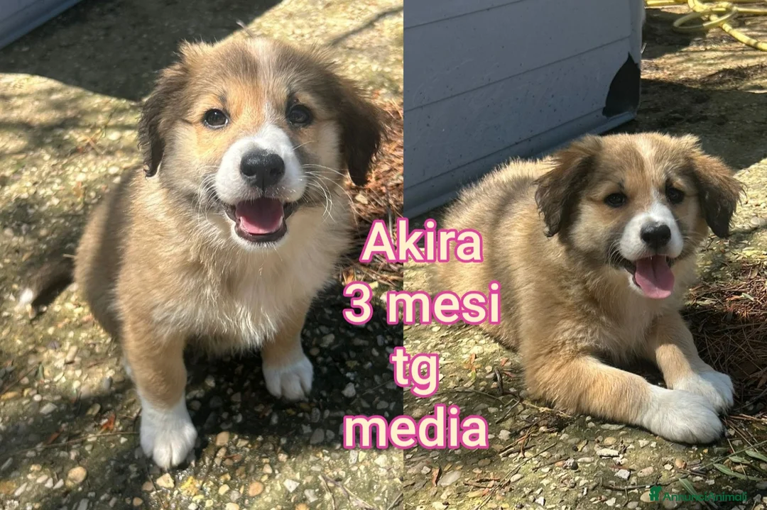 Meticcio cani in regalo: CUCCIOLI, URGENTE: TEMPO SCADUTO  a Provincia di Arezzo - Annuncio 2