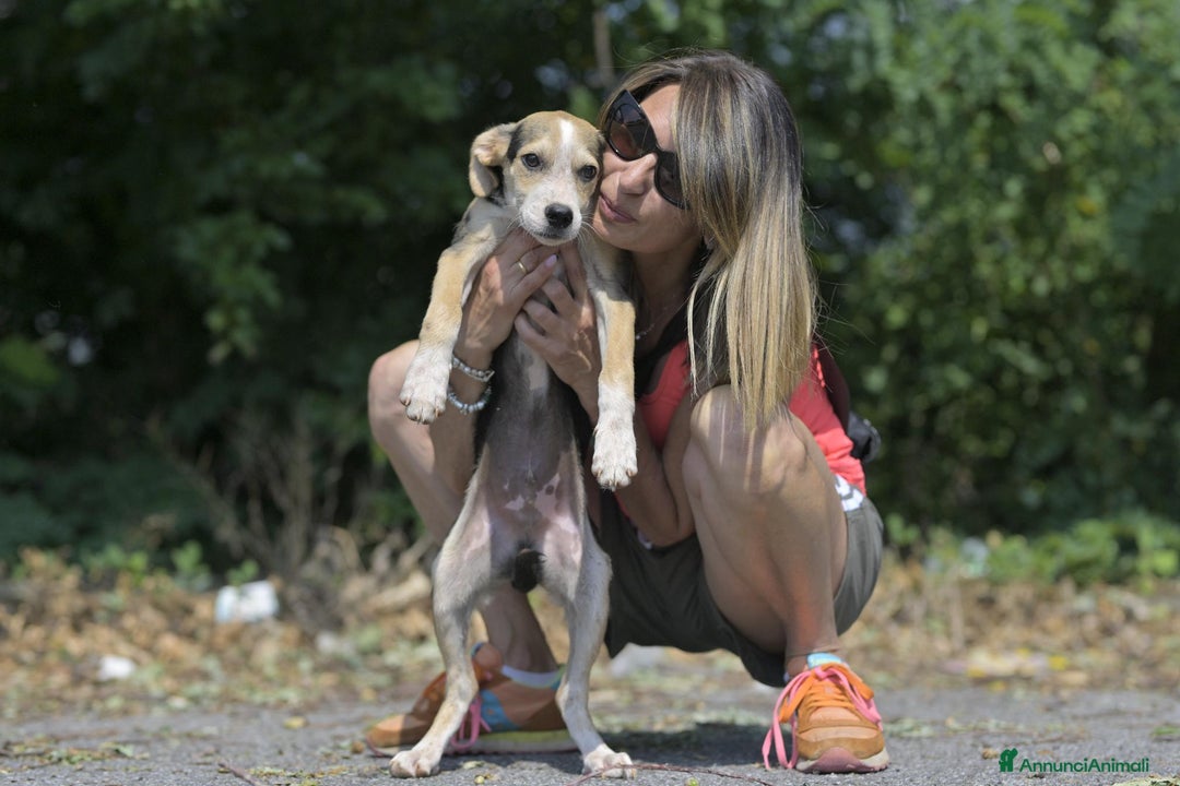 Altre razze cani in regalo: RIF 3SeRIF, 3 MESI (01/04/25) a Provincia di Bergamo - Immagine 6