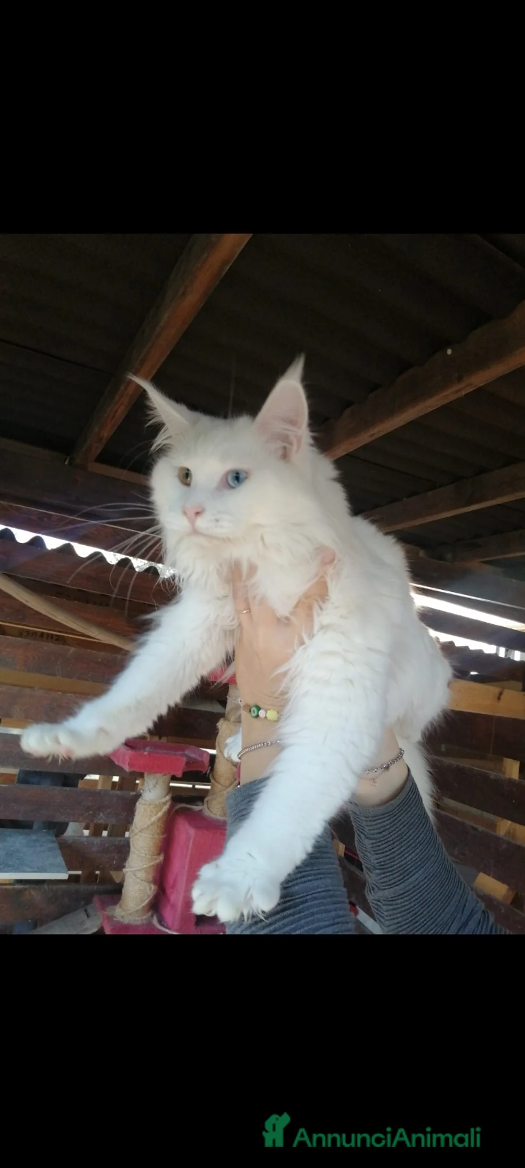 Maine Coon gatti in vendita: Maine coon con pedigree - Annuncio 9