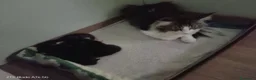 Meticcio gatti in vendita: Gattini nati da mamma main coon  a Provincia di Piacenza - Annuncio 4