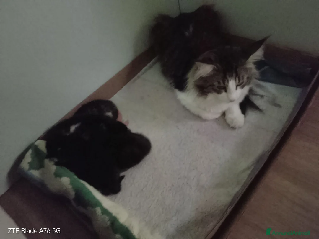 Meticcio gatti in vendita: Gattini nati da mamma main coon  a Provincia di Piacenza - Annuncio 4