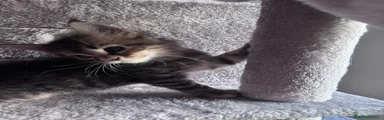 Maine Coon 5