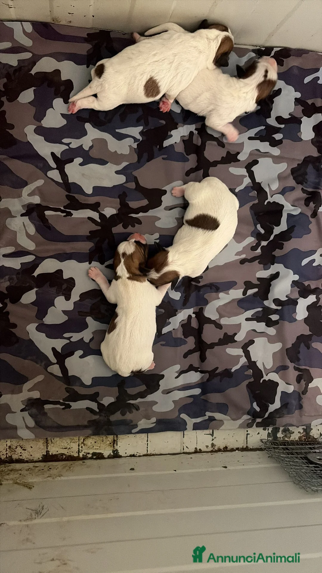 Jack Russell cani in vendita: Cucciolata del 12.06.2026 - Annuncio 3