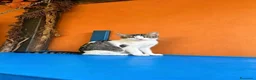 Europeo gatti in regalo: Gattine di tre mesi - Annuncio 8