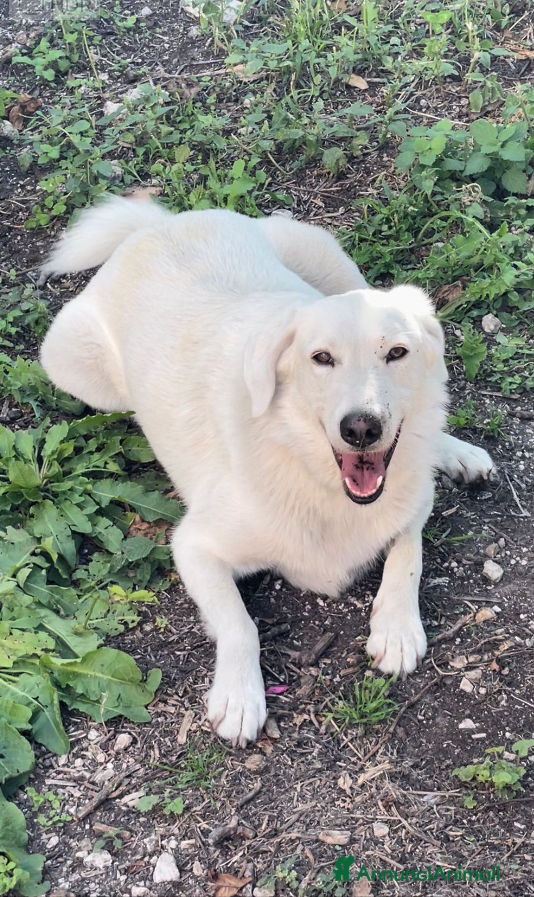 Meticcio cani in regalo: IL DOLCISSIMO CESARE - Annuncio 1