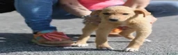 Meticcio cani in regalo: LUNA   - Annuncio 5