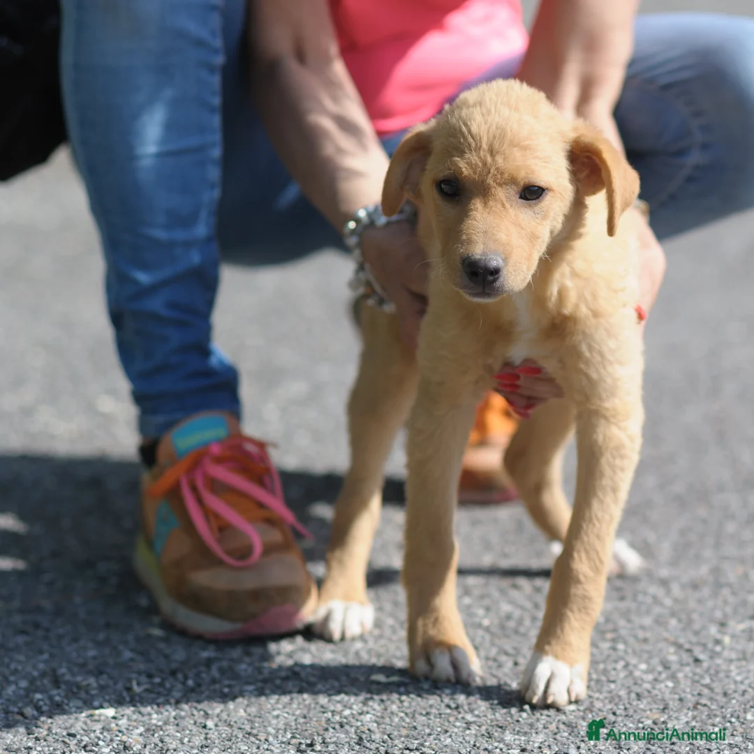 Meticcio cani in regalo: LUNA   - Annuncio 5