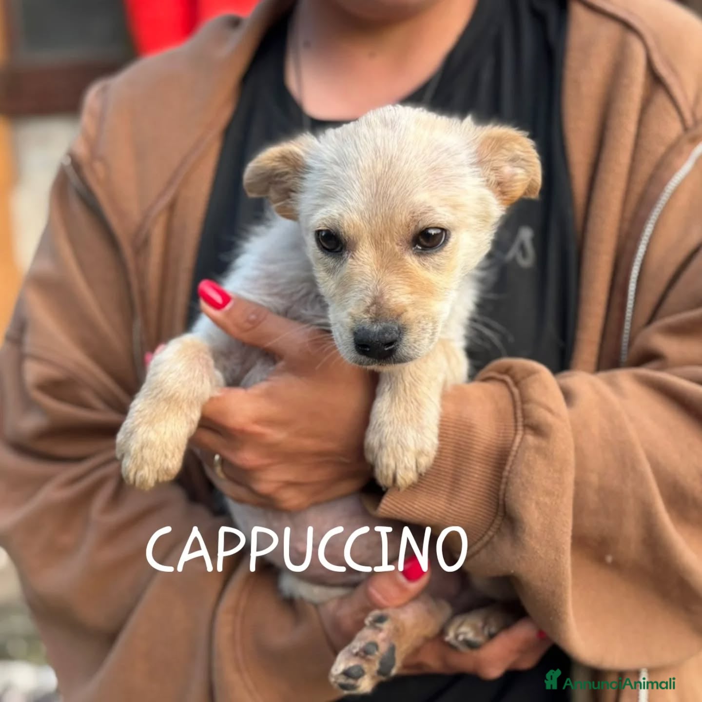 Meticcio cani CAPPUCCINO cucciolo 3 mesi cerca casa - Annuncio 19