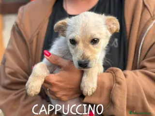 Meticcio cani CAPPUCCINO cucciolo 3 mesi cerca casa - Annuncio 19