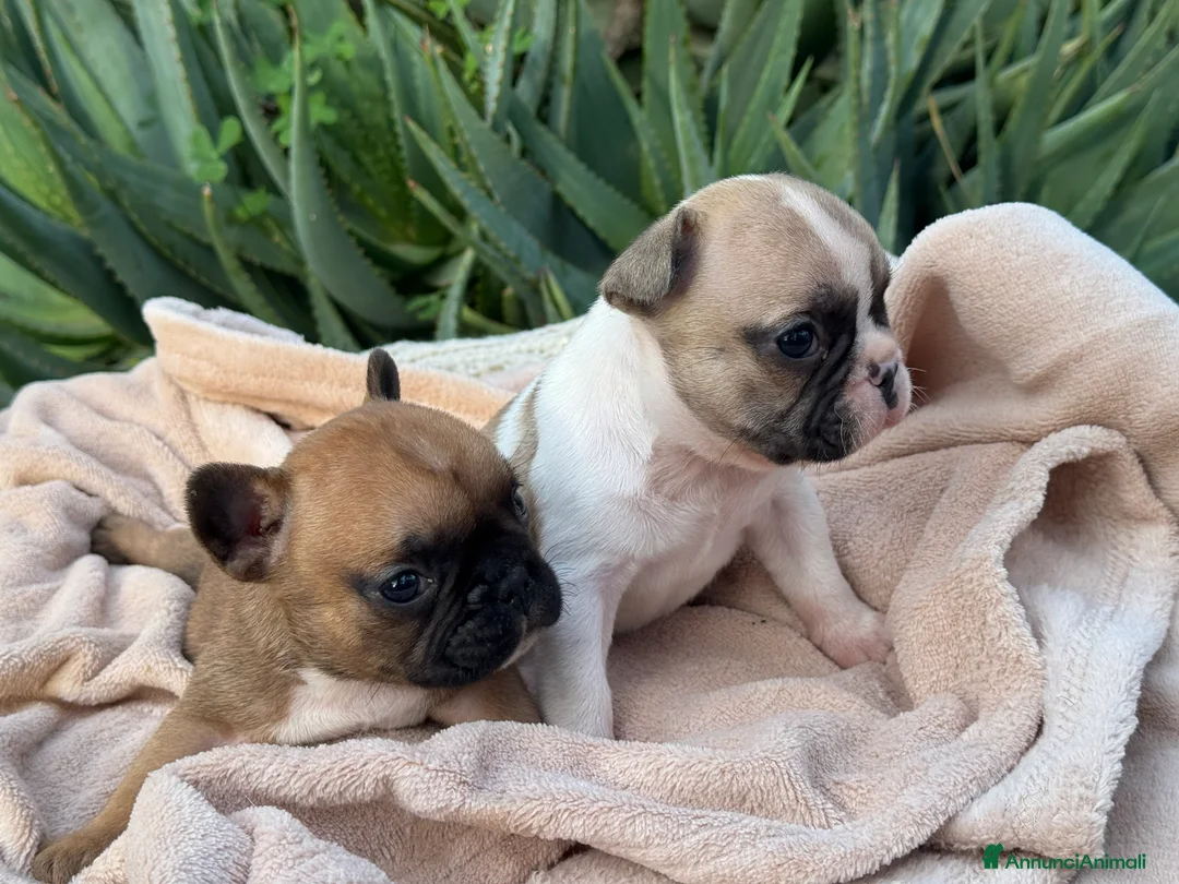 Bulldog Francese cani in vendita: Cucciolo bulldog francese  - Annuncio 4