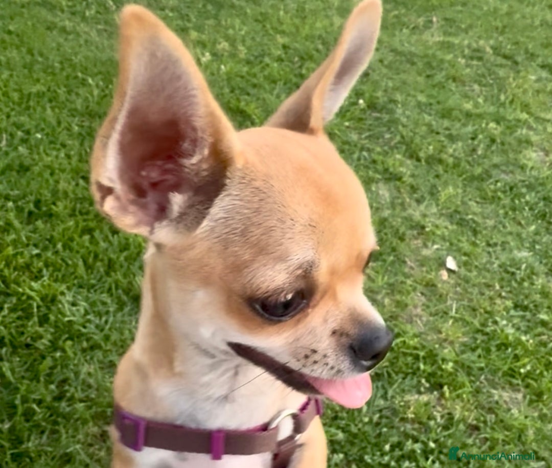 Chihuahua cani in vendita: Maschietto pedigree Enci/Fci RIMBORSO SPESE a Città metropolitana di Roma Capitale - Immagine 1