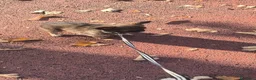 Chihuahua cani in vendita: Chiuaua pelo lungo  a Provincia di Teramo - Annuncio 3