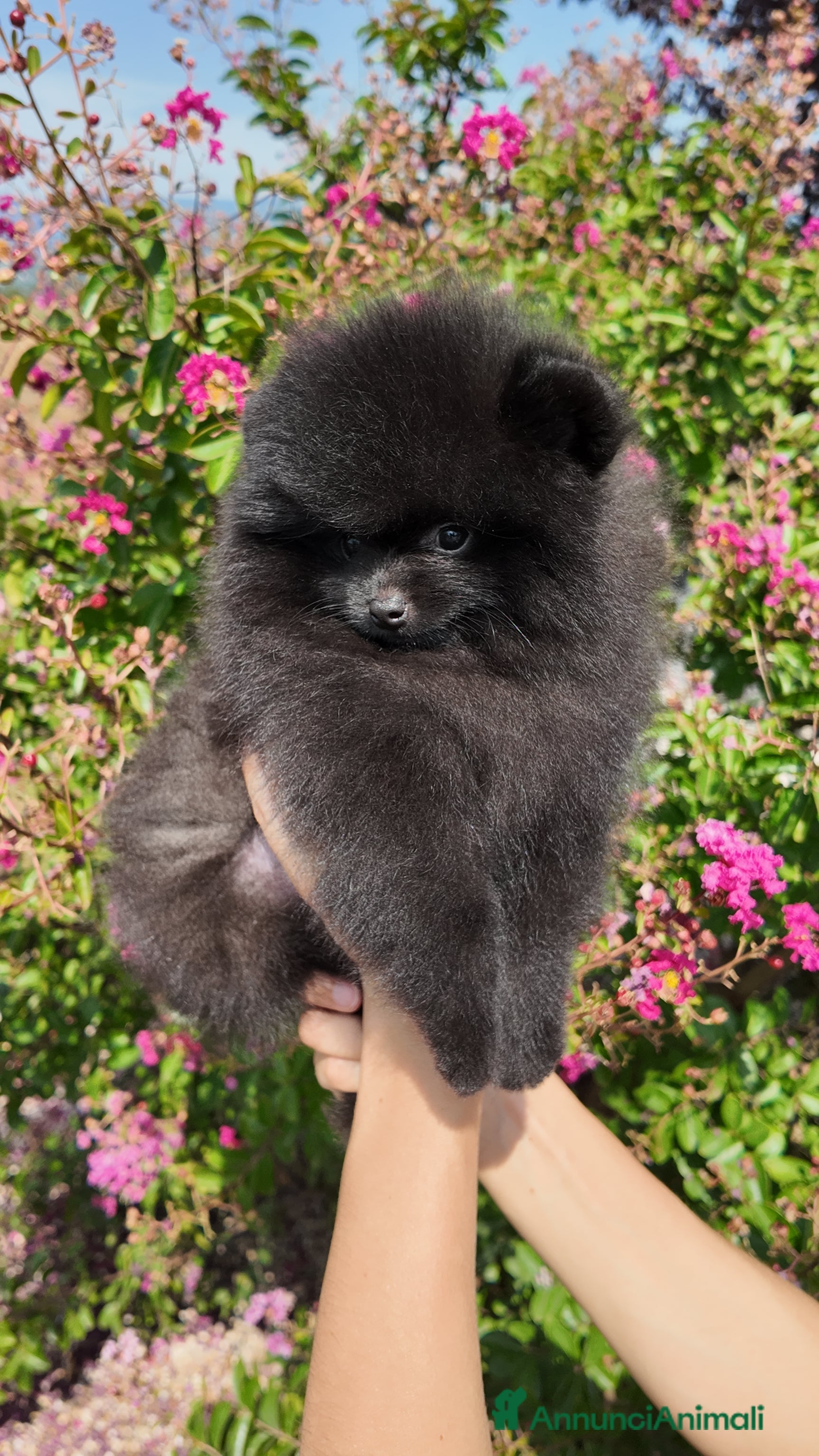 Volpino Pomerania cani Maschietto Nero Pomerania - Annuncio 2