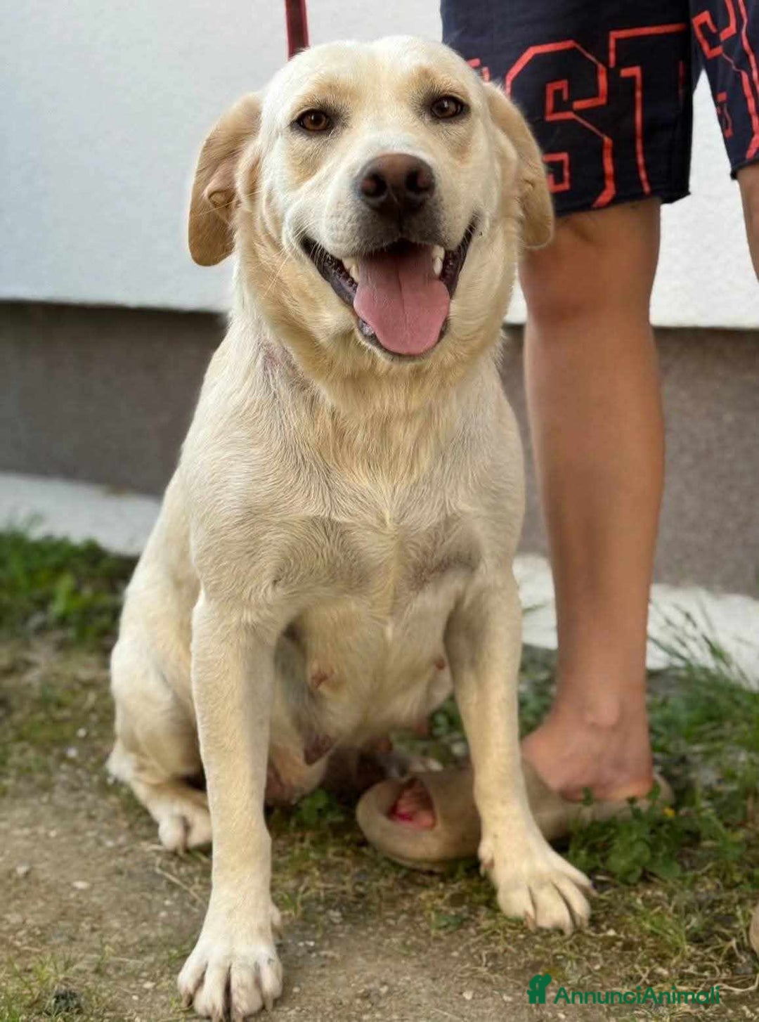 Labrador cani in regalo: ZOE, simpaticissima LABRADOR cerca famiglia! - Immagine 3