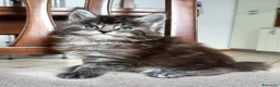 Maine Coon gatti in vendita: Maine coon - Annuncio 12