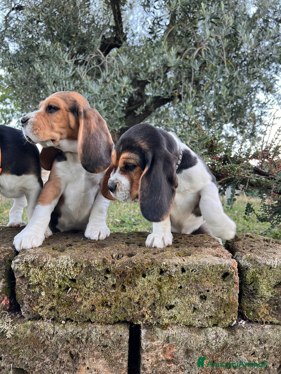 Beagle cani in vendita: Cuccioli di beagle - Annuncio 12