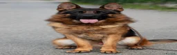 Pastore Tedesco cani in vendita: Allevamento di Terra Scura a Provincia di Salerno - Annuncio 28