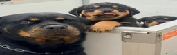 Rottweiler cani in vendita: Bellissima cucciola di Rottweiler - Annuncio 3