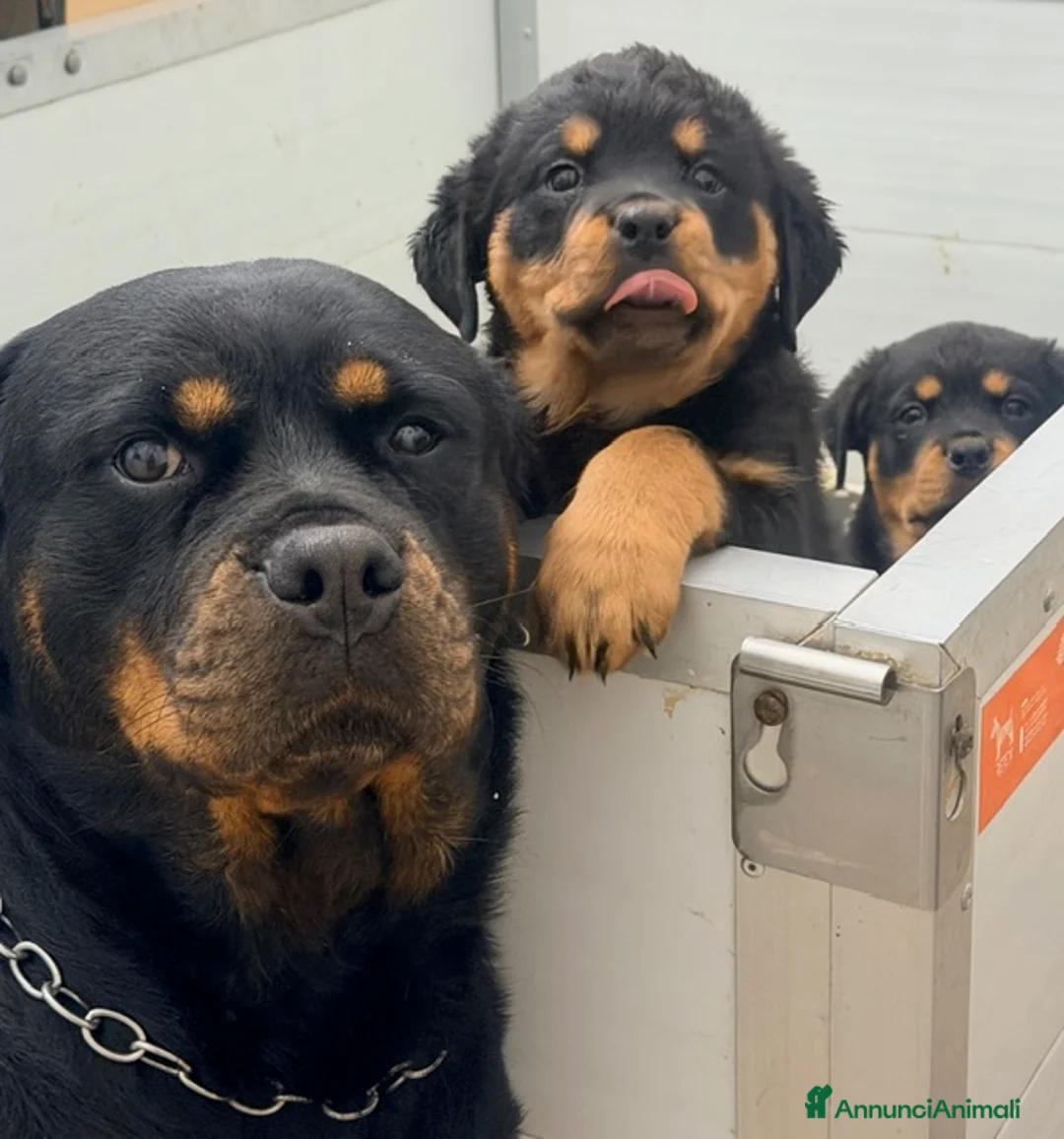 Rottweiler cani in vendita: Bellissima cucciola di Rottweiler - Annuncio 3