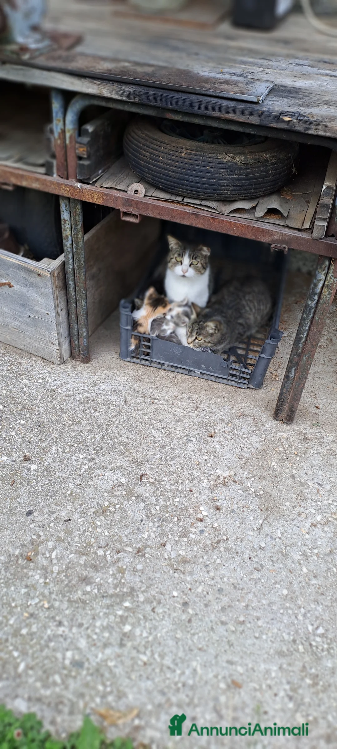 Meticcio gatti in regalo: Regalo gattini  a Provincia autonoma di Trento - Annuncio 2