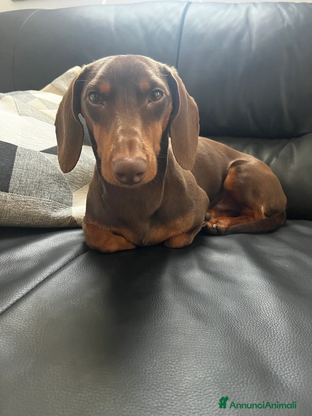 Bassotto cani per accoppiamento: Lui cerca lei a Provincia di Treviso - Annuncio 4