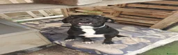 Meticcio cani in regalo: BENNY 💙 il cane che non ha smesso di aspettare a Provincia di Modena - Annuncio 2