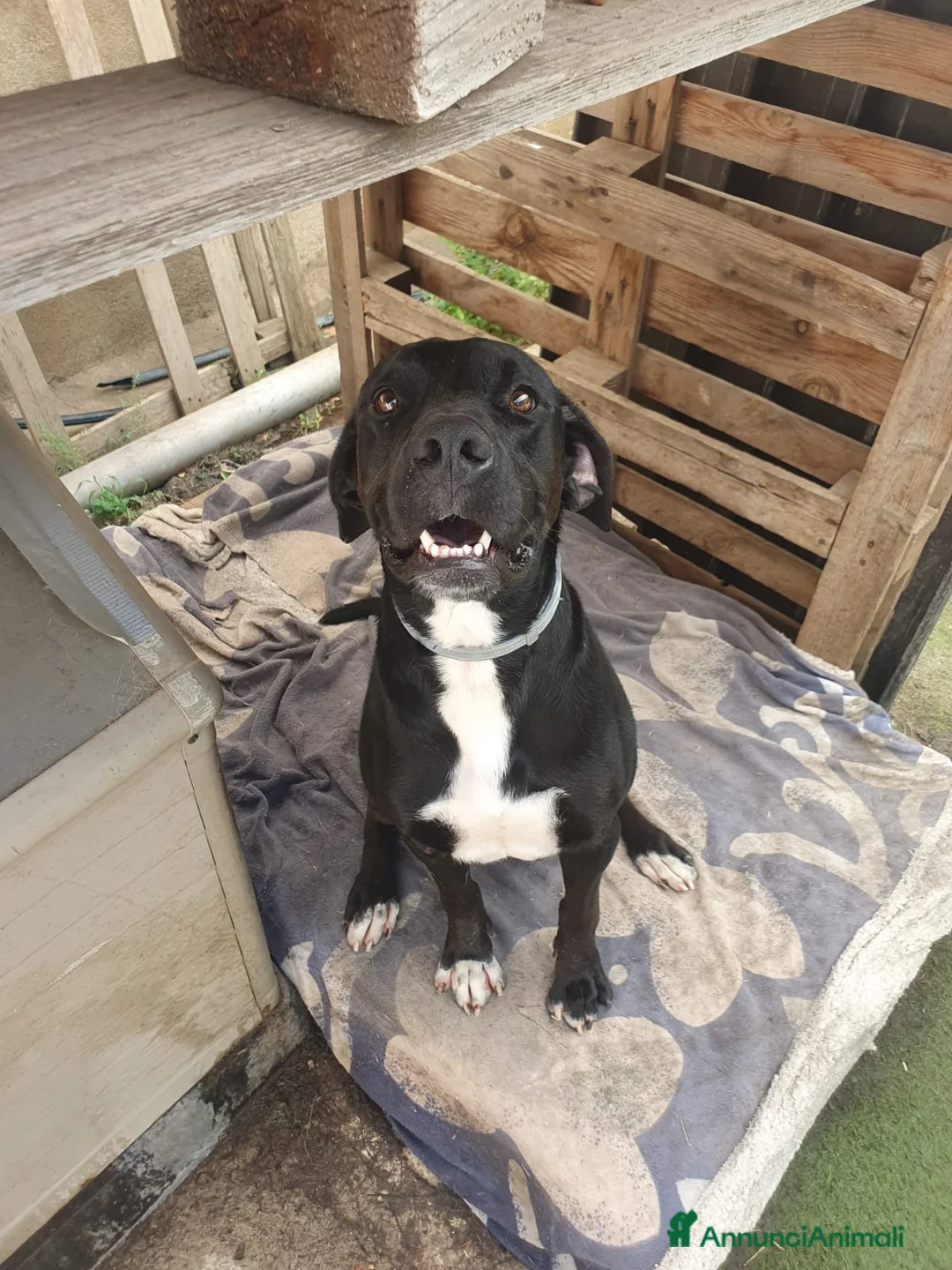 Meticcio cani in regalo: BENNY 💙 il cane che non ha smesso di aspettare a Provincia di Modena - Annuncio 2